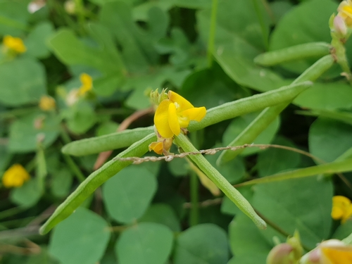 Vigna umbellata, photograph 4
