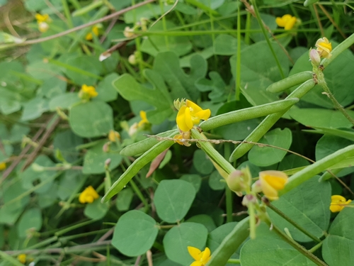 Vigna umbellata, photograph 5