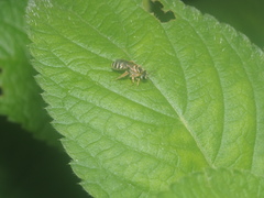 Lasioglossum deliense
