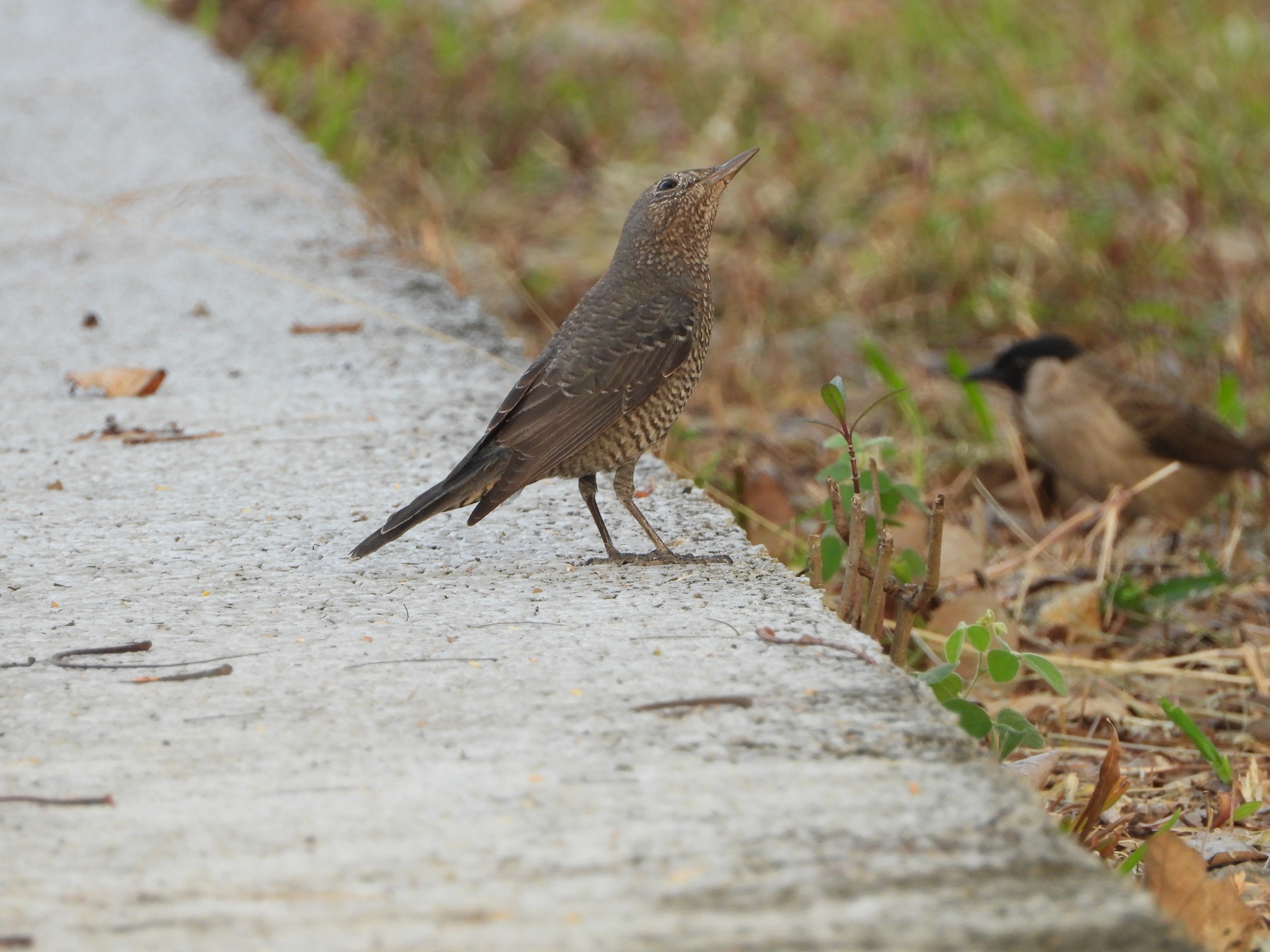 Blue Rock Thrush
