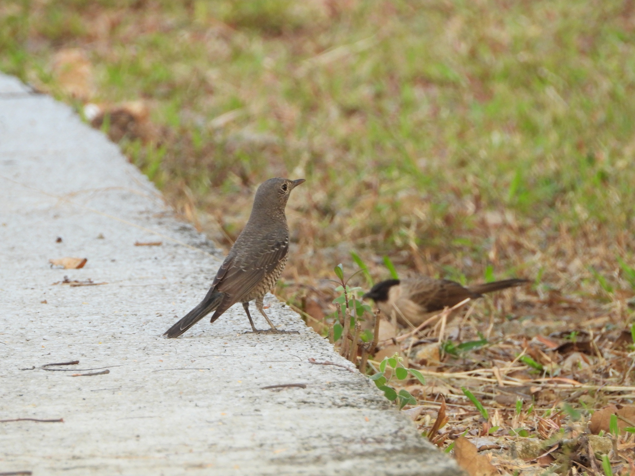 Blue Rock Thrush
