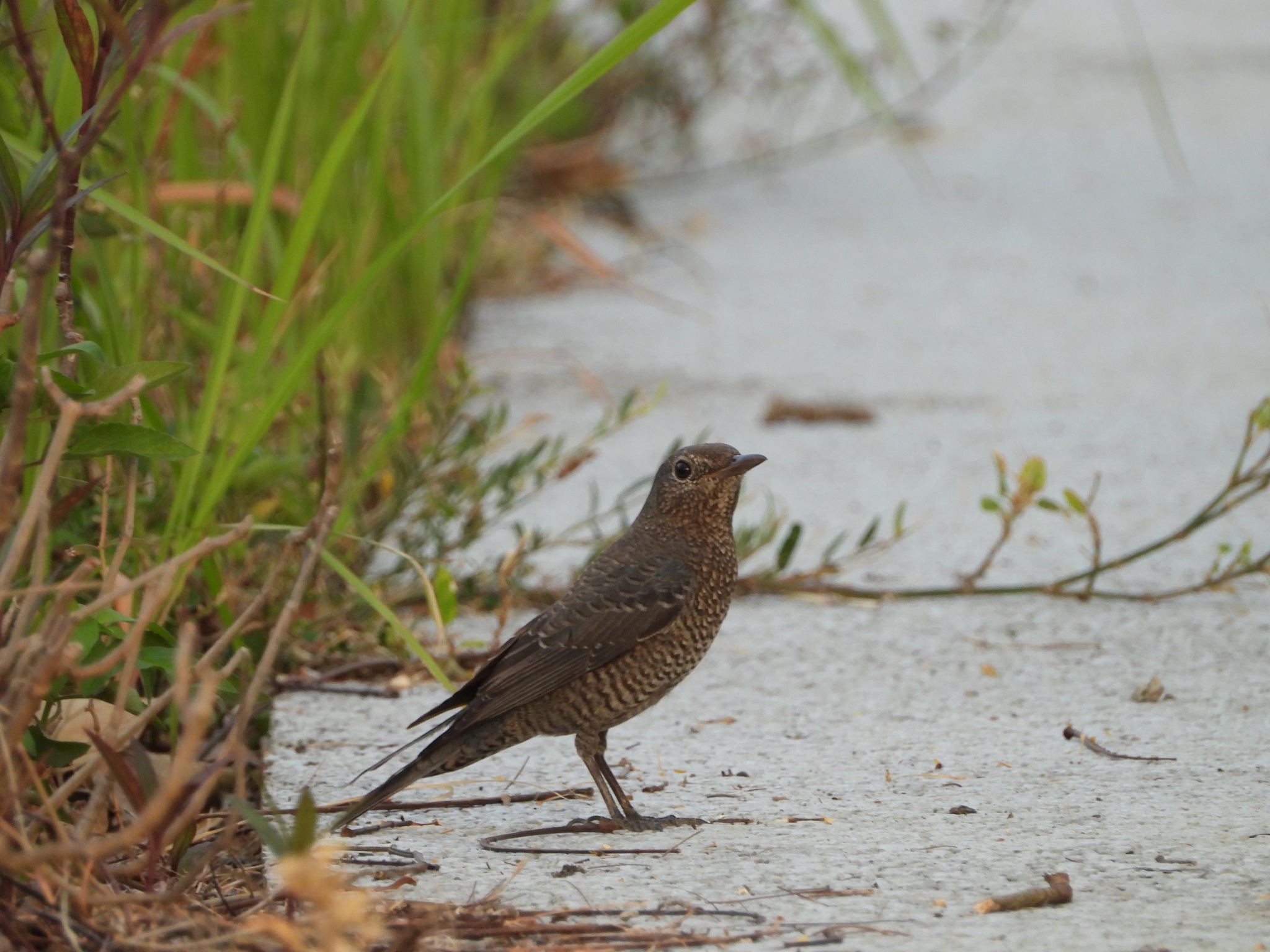 Blue Rock Thrush