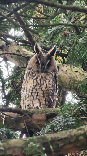 View observation of {o.common_name} on iNaturalist