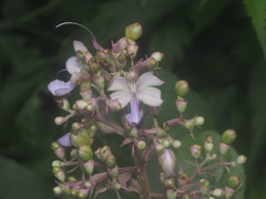Rotheca myricoides