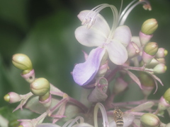 Lasioglossum deliense