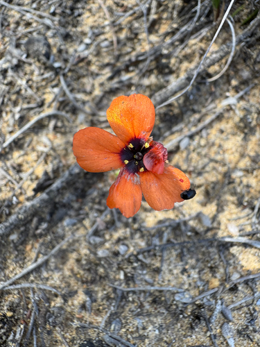 Drosera hyperostigma (Drosera hyperostigma)
