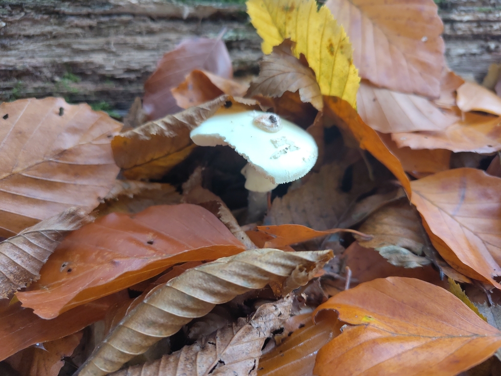 Amanita citrina