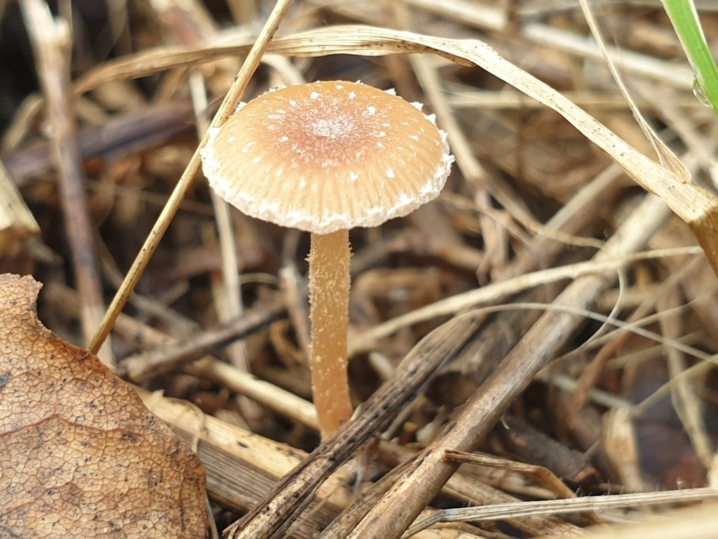Tubaria conspersa · November 2025 · photo: © clementm (iNaturalist, cc-by)