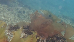 Notolabrus celidotus