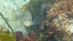 Notolabrus celidotus