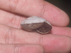 Elaphroconcha