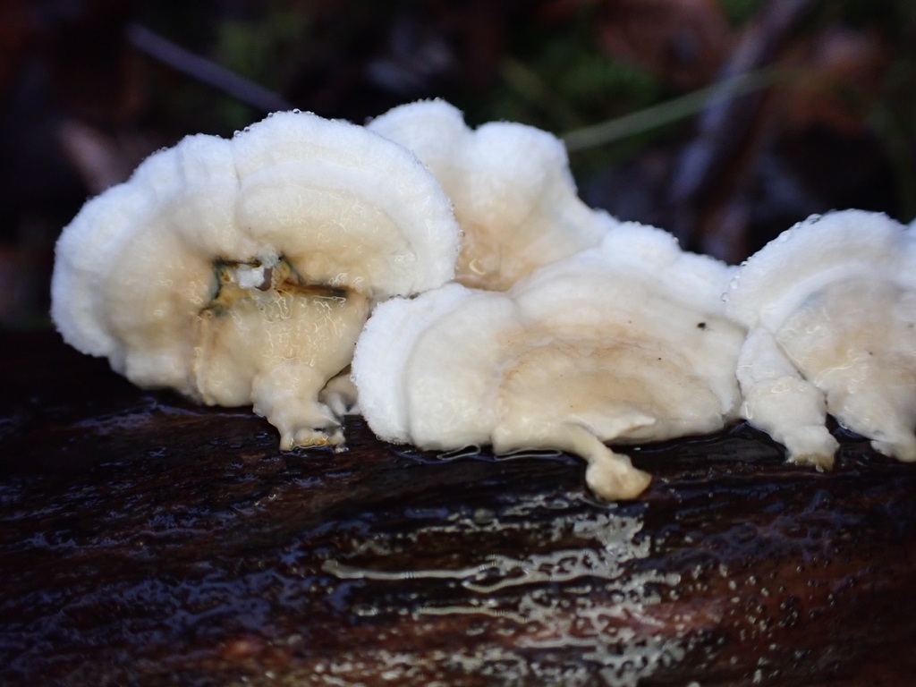 Plicatura nivea · November 2025 · photo: © johan8153 (iNaturalist, cc-by)
