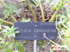 Datisca cannabina