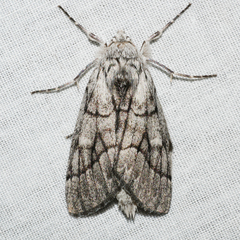 Cerura melanoglypta