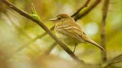 Lathrotriccus euleri