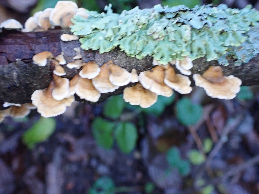 Plicatura crispa · November 2025 · photo: © johan8153 (iNaturalist, cc-by)