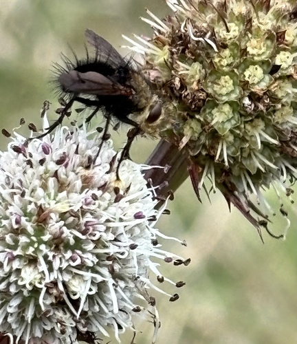 Eryngium humboldtii, photograph 5