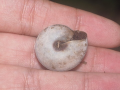 Elaphroconcha
