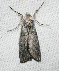 Cerura melanoglypta