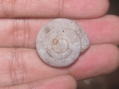 Elaphroconcha