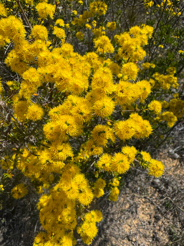 Yellow Feather Flower (Verticordia endlicheriana)