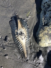 Callorhinchus callorynchus