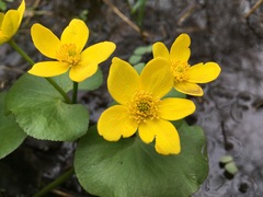 Marsh Marigold - Photo (c) Mathew Zappa, some rights reserved (CC BY)