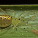 Thwaitesia - Photo (c) tjeales,  זכויות יוצרים חלקיות (CC BY-SA), הועלה על ידי tjeales