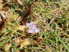 Murdannia striatipetala