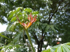 Jatropha multifida
