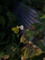 Cardiospermum halicacabum halicacabum