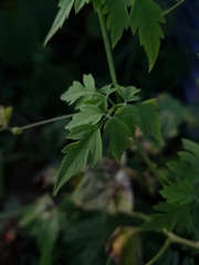 Cardiospermum halicacabum halicacabum