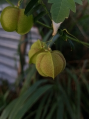 Cardiospermum halicacabum halicacabum