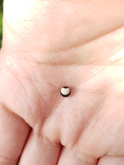 Cardiospermum halicacabum halicacabum