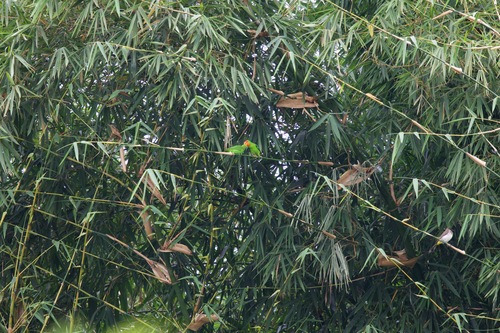 iNaturalist image
