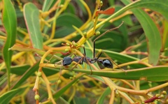 Myrmecia arnoldi