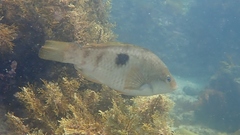 Notolabrus celidotus