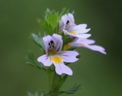 Euphrasia maximowiczii