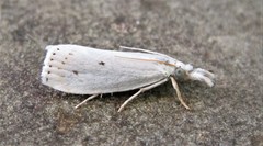 Microcrambus biguttellus