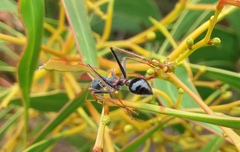 Myrmecia arnoldi