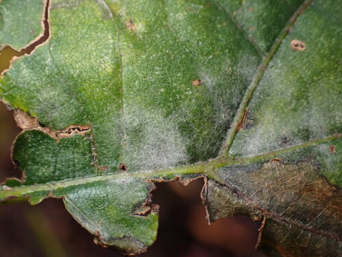 Erysiphe clintonii observed 2025-11-08