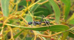 Myrmecia arnoldi