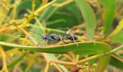 Myrmecia arnoldi