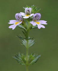 Euphrasia maximowiczii