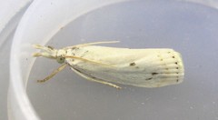 Microcrambus biguttellus