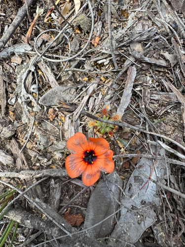 Drosera hyperostigma