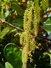 Dioscorea pentaphylla