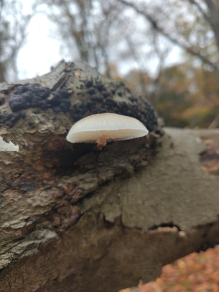 Oudemansiella mucida · November 2025 · photo: © mazhem (iNaturalist, cc-by-nc)