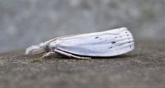 Microcrambus biguttellus