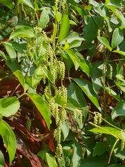 Dioscorea pentaphylla